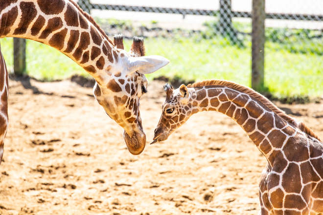 Giraffes at ZSL Whipsnade Zoo