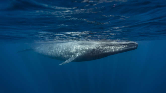 Blue whale swimming in the sea