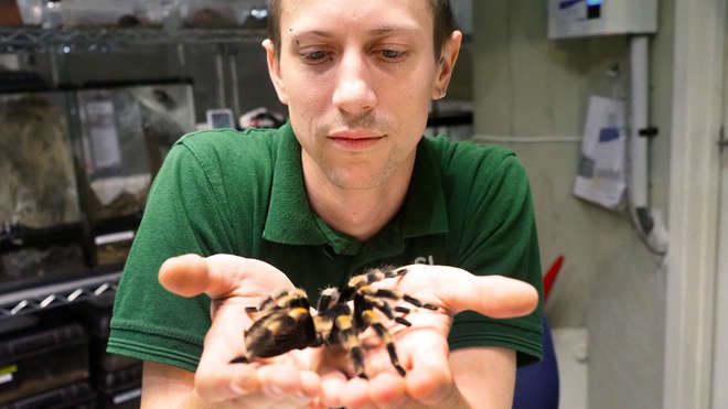 Zookeeper at London Zoo holds a tarantula in his hands