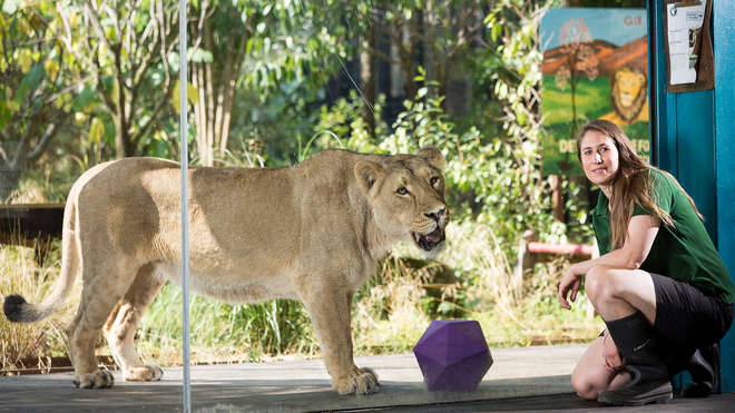 female zookeeper crouches next to a lioness