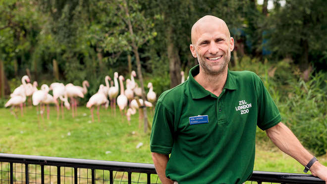 zookeeper stands smiling in front of flamingos at London Zoo