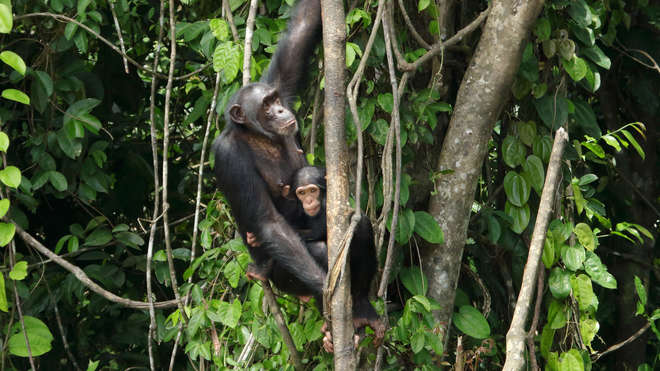 two chimps in a tree