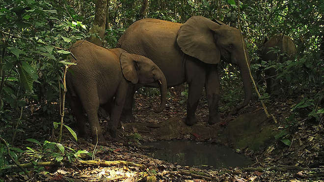 two elephants in the jungle