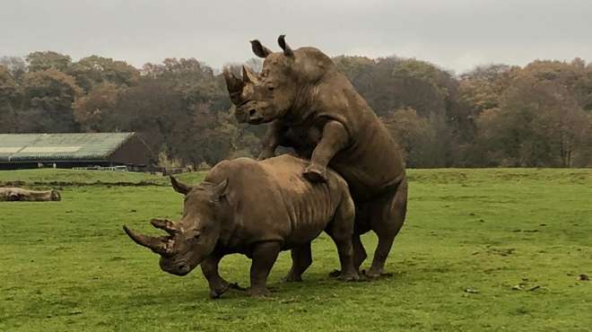 Southern white rhinos Sizzle and Jaseera demonstrate the success of a recent matchmaking bid