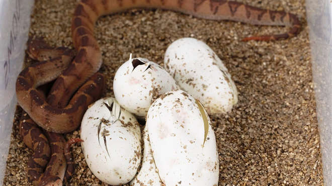 Bushmaster snake with eggs