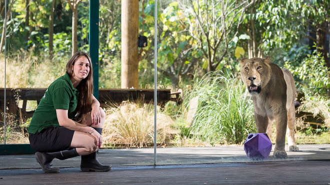 zookeeper with lion at London Zoo
