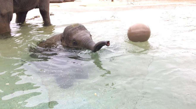 elephant playing in the water