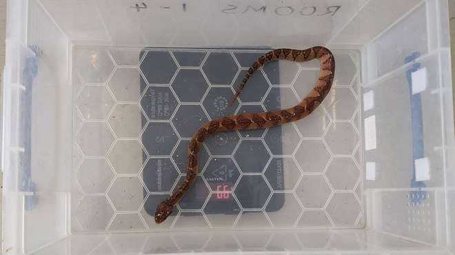 bushmaster snake in a box