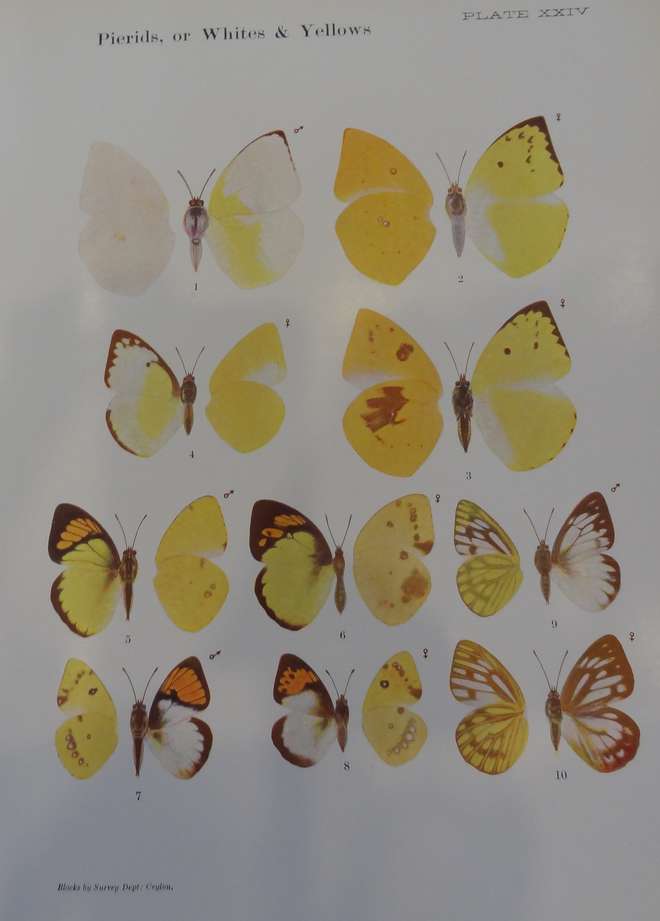 A page of Pierid butterfly illustrations