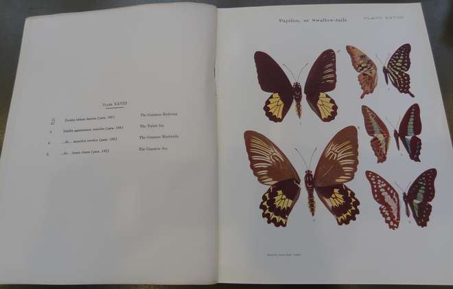 Illustrations of swallowtail butterflies in the book with a short description of each