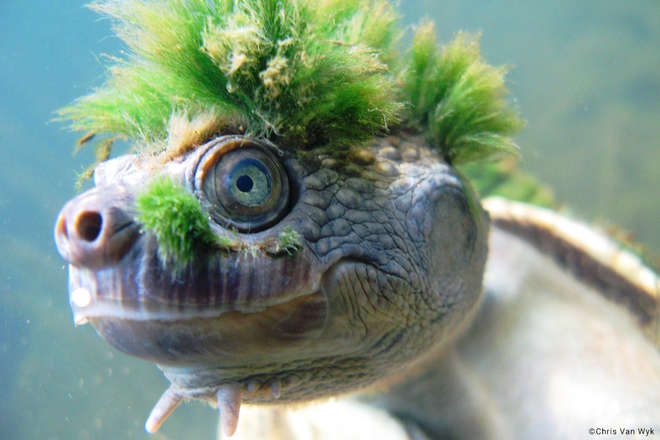 The Mary River Turtle can often be found sporting a green mohawk of algae. This threatened turtle can remain submerged for days at a time, breathing through gill-like organs situated within its genitalia © Chris Van Wyk