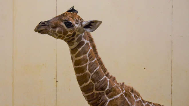 baby giraffe headshot