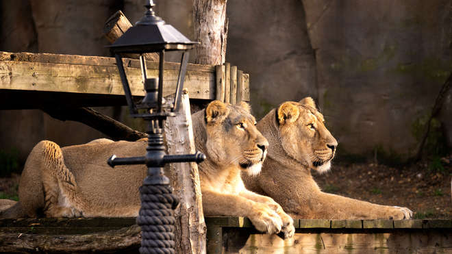two lionesses at london zoo