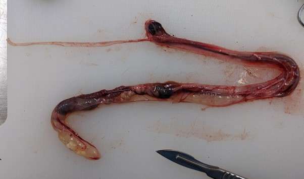 Figure 5 - View of the internal organs of the emerald tree boa after removal from the body cavity. The larynx, tongue and oesophagus have been removed. © ZSL