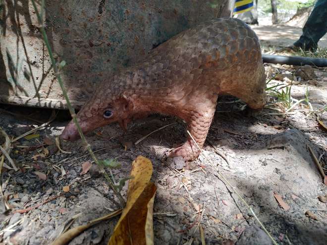 A scaly Philippine Pangolin