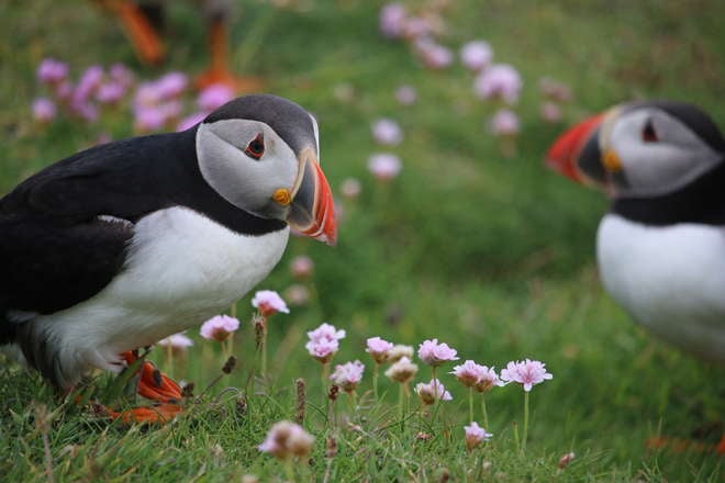 Two puffins are photographed among the grass.