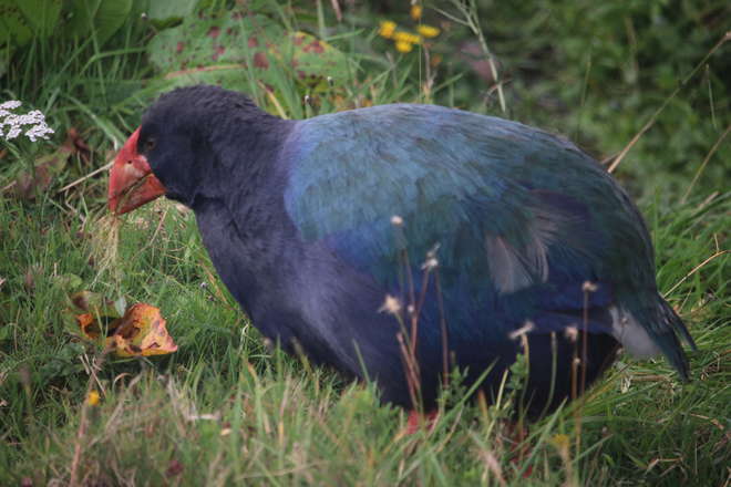 A New Zealand Takahe, with purple and blue feathers and a large red beak.