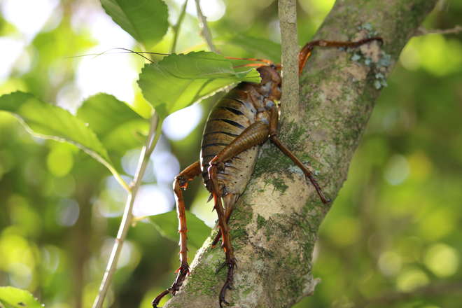 A giant weta climbs up the branch of a tree