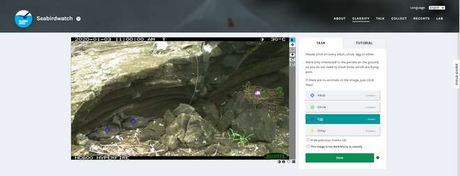 A screenshot showing a camera trap image on the Seabird Watch website