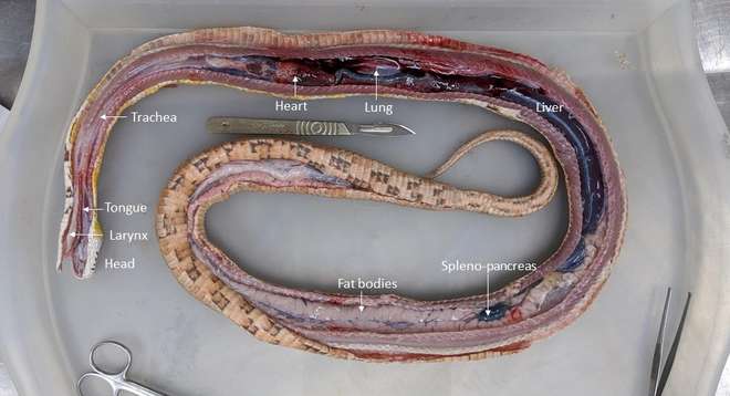 Grass in the Snake - Zoo Pathology in Practice | Zoological Society of