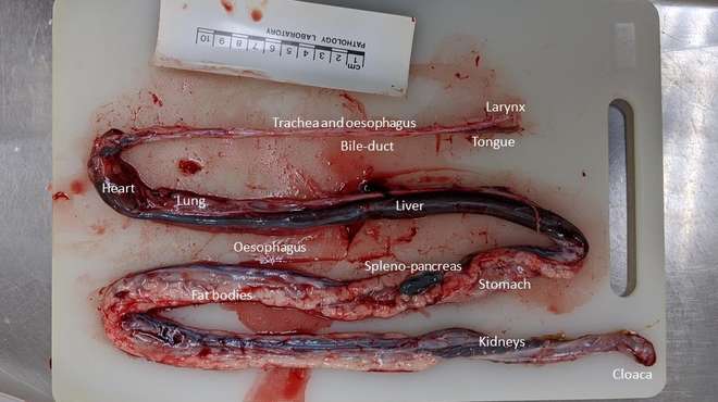 Figure 3 - Internal organs of the corn snake after removal from the body cavity. More organs are now visible, but many overlie each other (e.g. the lung and the liver, the fat bodies & the intestines) making examination for lesions difficult. © ZSL