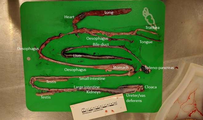 Figure 4 - In this final dissection of the corn snake, the organs have been teased apart, washed of blood and the fat bodies removed, leaving all of the organs clearly visible and ready for examination. © ZSL