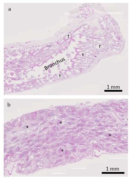 Figure 7 - Histology of the boa’s lung, showing the less-affected caudal region (a) and the worse-affected cranial region (b). Healthy faveoli (†) and diseased faveoli (*) are labelled. © ZSL