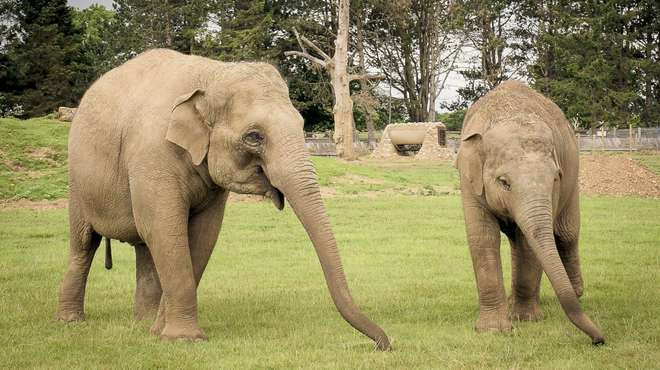 Our elephants play an important part in the European Endangered Species Breeding Programme