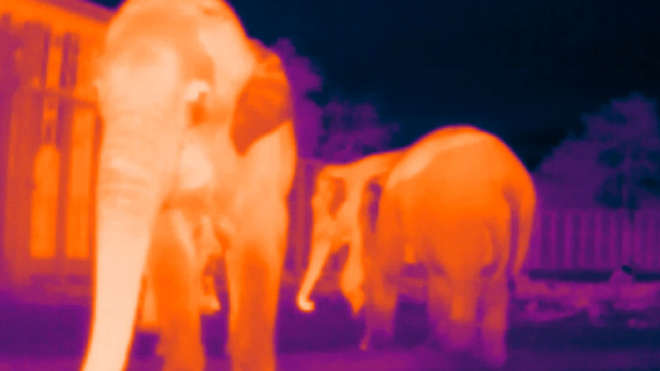 ZSL staff created what is now the world’s largest collection of elephant thermal images