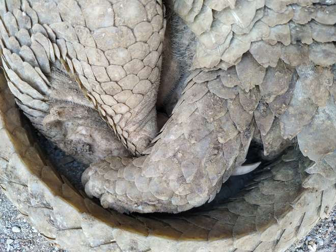 A Philippine pangolin, curled up.