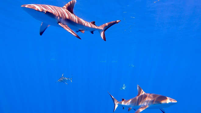sharks on blue background