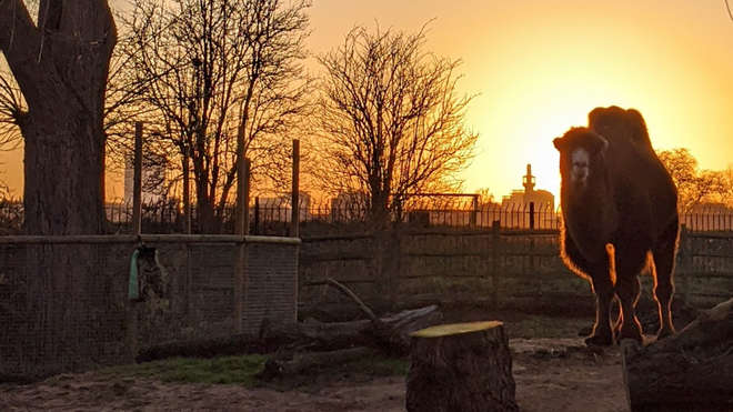 Camel at ZSL London zoo, sunset