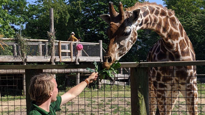 zookeeper feeding a giraffe