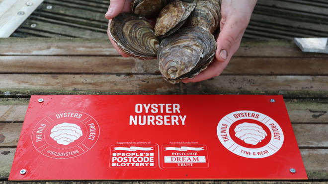 Oyster nursery signage