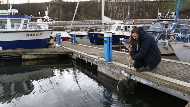 woman lowering oyster cage into water at a marina