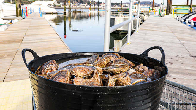 Oysters in a bucket on a marina