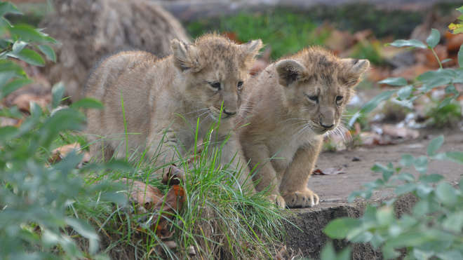 two lion cubs in grass