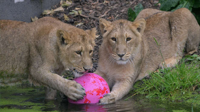 Two lions with pink ball