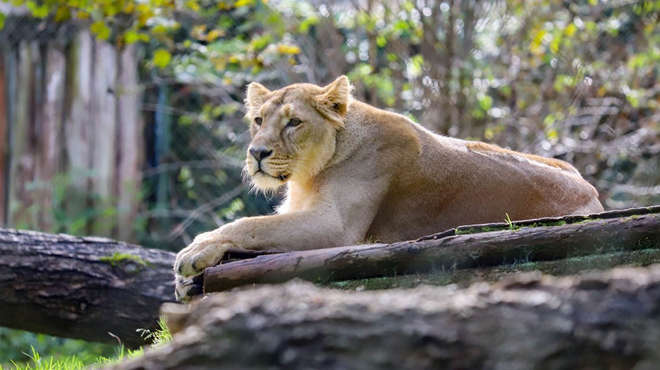 A lioness called Arya lying down on a log