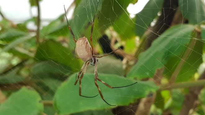 An orb spider at ZSL London Zoo