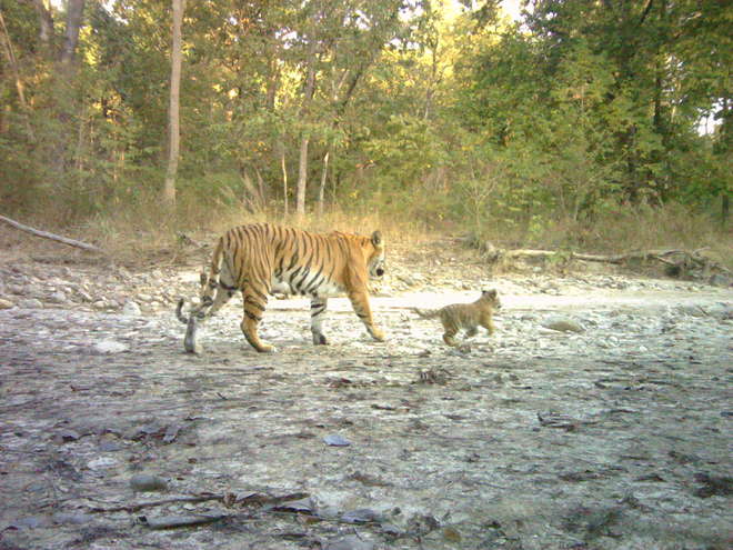 Tiger and cub photographed during camera trap survey in Nepal