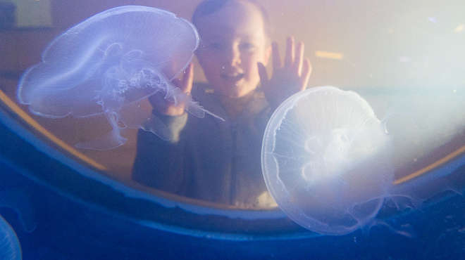 child enjoys jellyfish