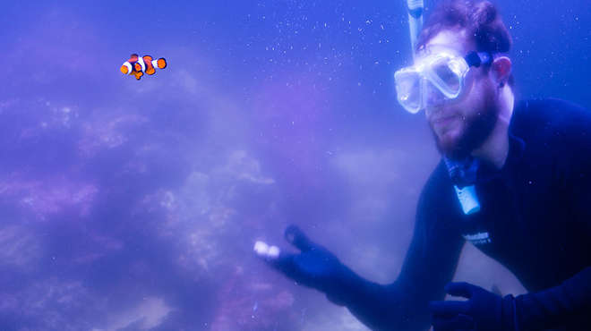 ZSL aquarist Jeremy Simmons meets clownfish Nemo in our new coral tank