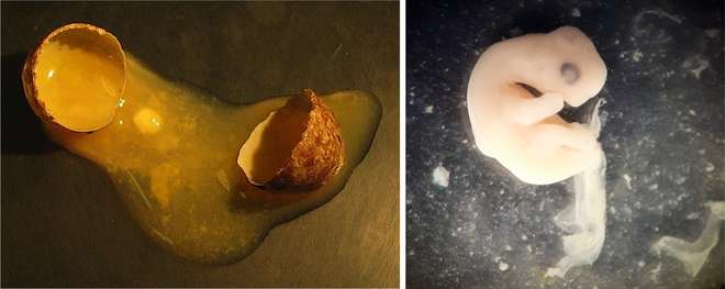 Image 2a (Left): Addled egg © Nicola Hemmings; Image 2b (Right): A canary embryo from an egg that failed during incubation, viewed through a microscope © Ashleigh Marshall