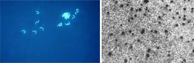 Image 4a (Left): Sperm on the perivitelline layer viewed under a fluorescence microscope © Nicola Hemmings; Image 4b (Right): Holes in the perivitelline layer made by sperm penetrating the ovum © Nicola Hemmings