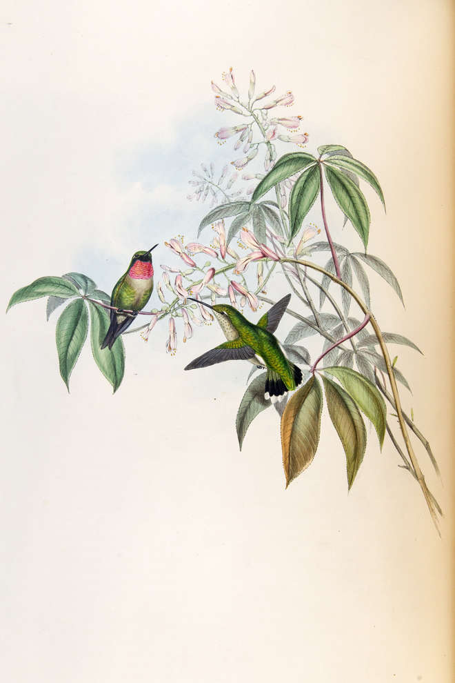 Colour print of two green hummingbirds with a red throat next to pale pink flowers