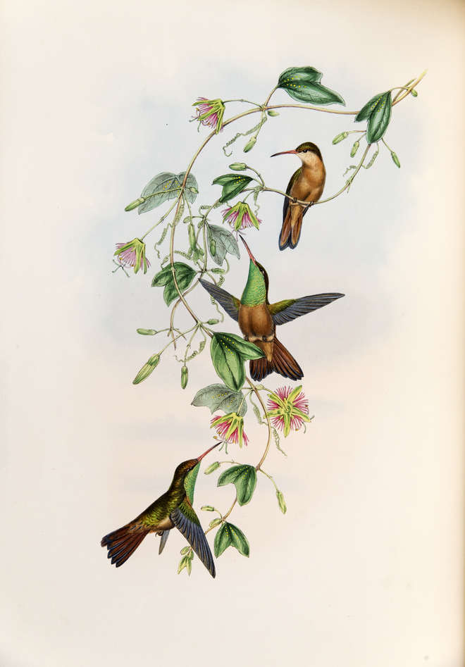 Colour print of three green hummingbirds, with bright green iridescent throats on a flowering vine