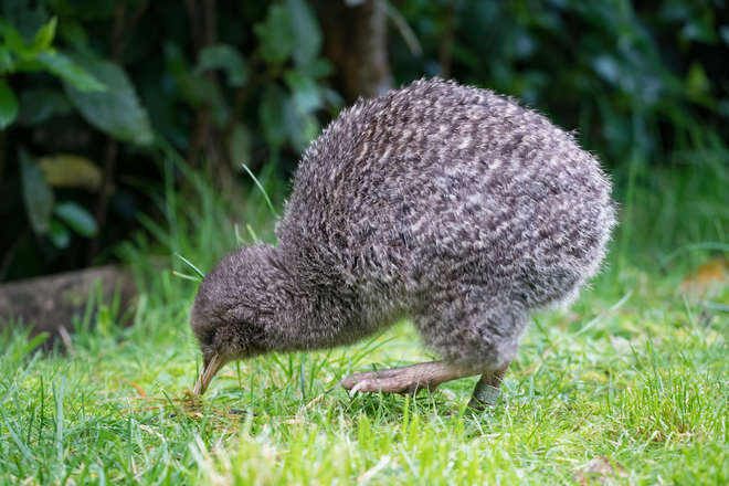 Image 1: Little Spotted Kiwi foraging at Zealandia EcoSanctuary, Wellington, New Zealand © Judi Lapsley Miller, CC BY 4.0 , via Wikimedia Commons