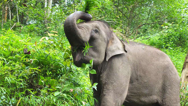 elephant with greenery in the background