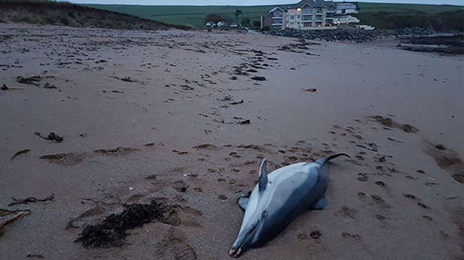 stranded dolphin on a beach